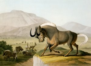 The Gnoo, 1804